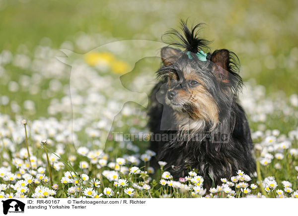 stehender Yorkshire Terrier / standing Yorkshire Terrier / RR-60167