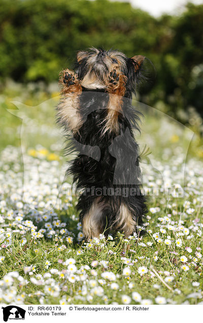Yorkshire Terrier / Yorkshire Terrier / RR-60179