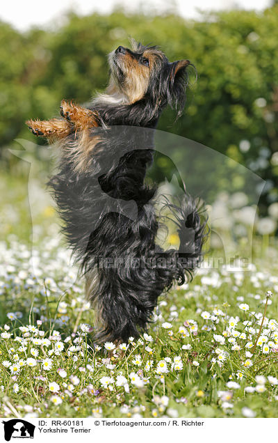 Yorkshire Terrier / Yorkshire Terrier / RR-60181