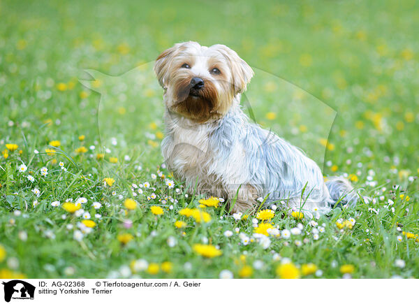 sitzender Yorkshire Terrier / sitting Yorkshire Terrier / AG-02368
