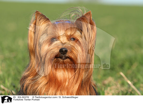 Yorkshire Terrier Portrait / Yorkshire Terrier Portrait / SS-39378