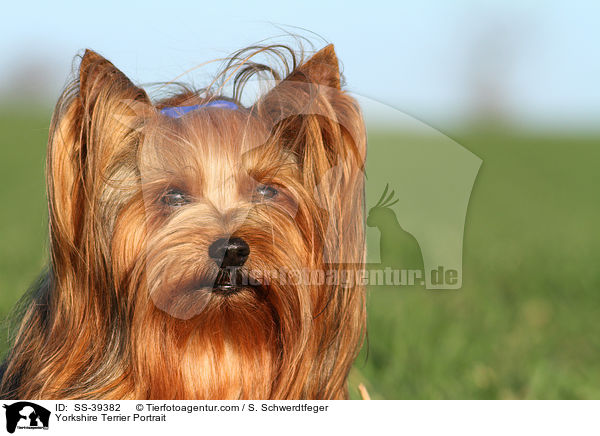 Yorkshire Terrier Portrait / Yorkshire Terrier Portrait / SS-39382
