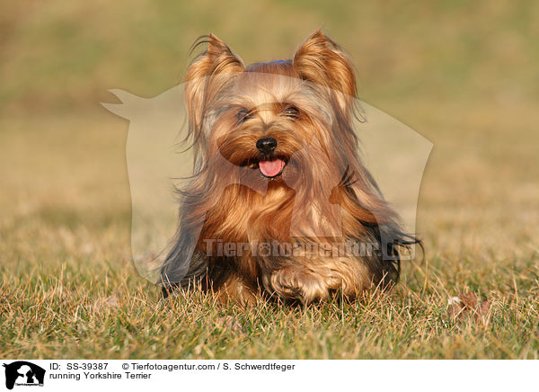 rennender Yorkshire Terrier / running Yorkshire Terrier / SS-39387