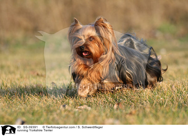 rennender Yorkshire Terrier / running Yorkshire Terrier / SS-39391