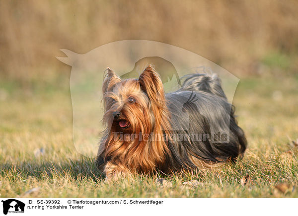 rennender Yorkshire Terrier / running Yorkshire Terrier / SS-39392