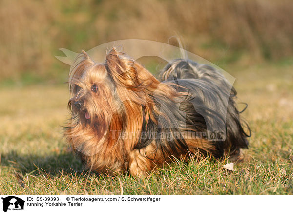 rennender Yorkshire Terrier / running Yorkshire Terrier / SS-39393