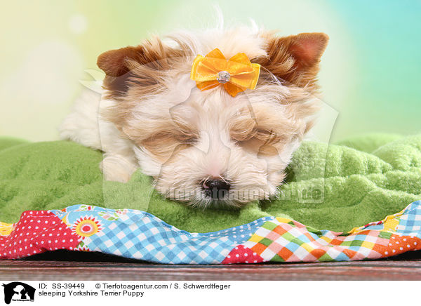 schlafender Yorkshire Terrier Welpe / sleeping Yorkshire Terrier Puppy / SS-39449