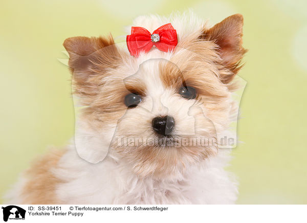 Yorkshire Terrier Welpe / Yorkshire Terrier Puppy / SS-39451