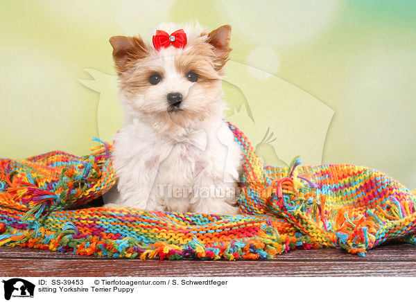 sitzender Yorkshire Terrier Welpe / sitting Yorkshire Terrier Puppy / SS-39453