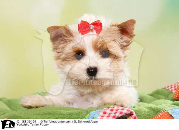 Yorkshire Terrier Welpe / Yorkshire Terrier Puppy / SS-39455