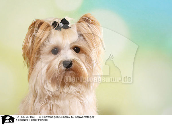 Yorkshire Terrier Portrait / Yorkshire Terrier Portrait / SS-39463
