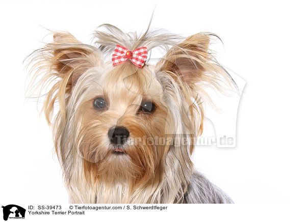 Yorkshire Terrier Portrait / Yorkshire Terrier Portrait / SS-39473