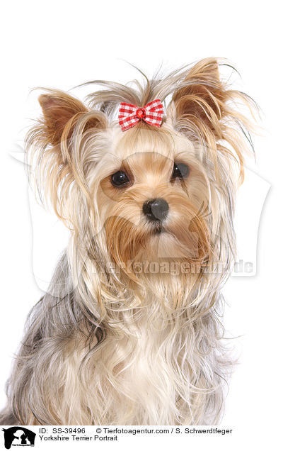Yorkshire Terrier Portrait / Yorkshire Terrier Portrait / SS-39496