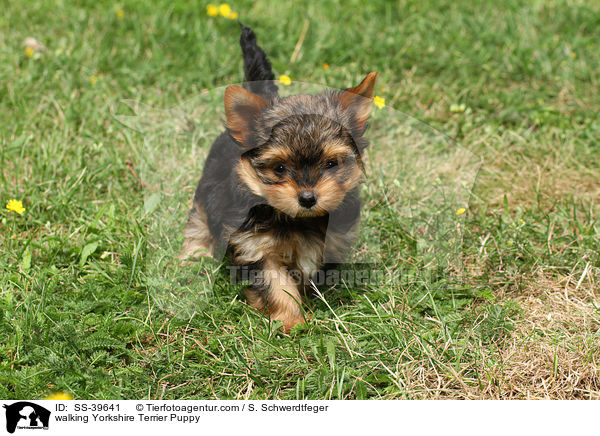 laufender Yorkshire Terrier Welpe / walking Yorkshire Terrier Puppy / SS-39641