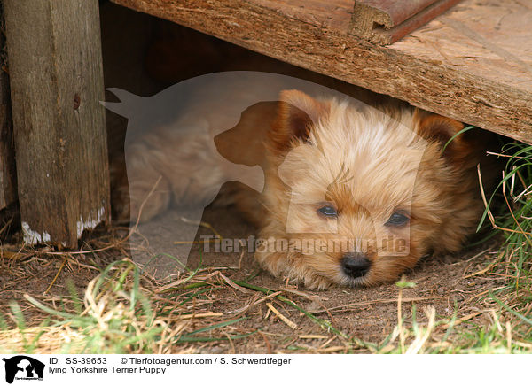 liegender Yorkshire Terrier Welpe / lying Yorkshire Terrier Puppy / SS-39653