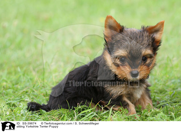 sitzender Yorkshire Terrier Welpe / sitting Yorkshire Terrier Puppy / SS-39674
