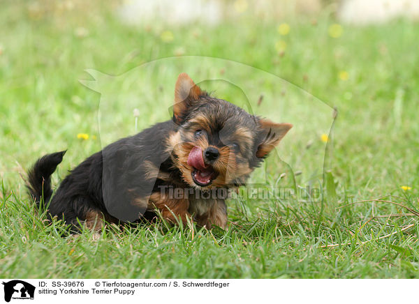 sitzender Yorkshire Terrier Welpe / sitting Yorkshire Terrier Puppy / SS-39676