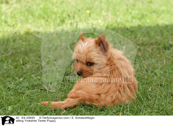 sitzender Yorkshire Terrier Welpe / sitting Yorkshire Terrier Puppy / SS-39685