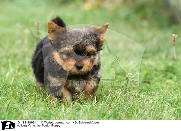 laufender Yorkshire Terrier Welpe / walking Yorkshire Terrier Puppy / SS-39694