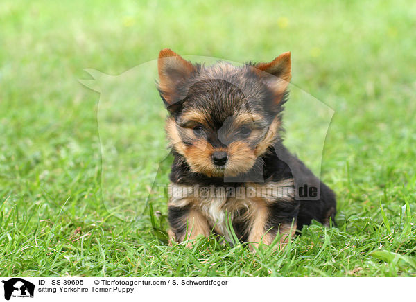 sitzender Yorkshire Terrier Welpe / sitting Yorkshire Terrier Puppy / SS-39695
