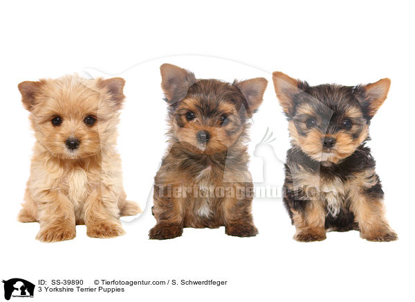 3 Yorkshire Terrier Puppies / SS-39890