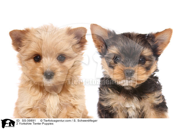 2 Yorkshire Terrier Welpen / 2 Yorkshire Terrier Puppies / SS-39891