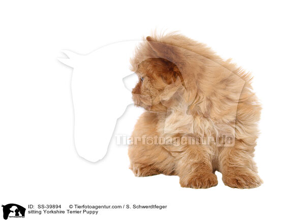 sitzender Yorkshire Terrier Welpe / sitting Yorkshire Terrier Puppy / SS-39894