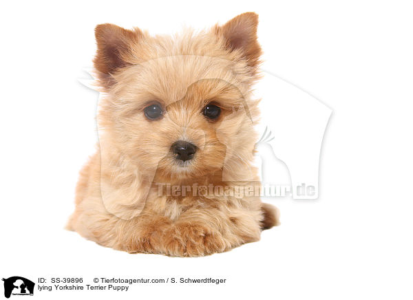 liegender Yorkshire Terrier Welpe / lying Yorkshire Terrier Puppy / SS-39896