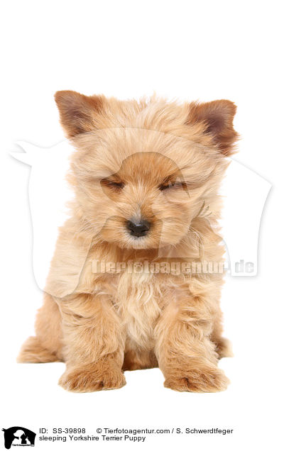 schlafender Yorkshire Terrier Welpe / sleeping Yorkshire Terrier Puppy / SS-39898