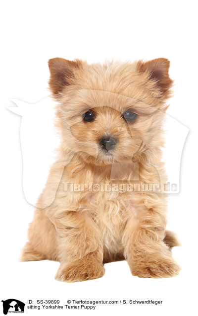 sitzender Yorkshire Terrier Welpe / sitting Yorkshire Terrier Puppy / SS-39899