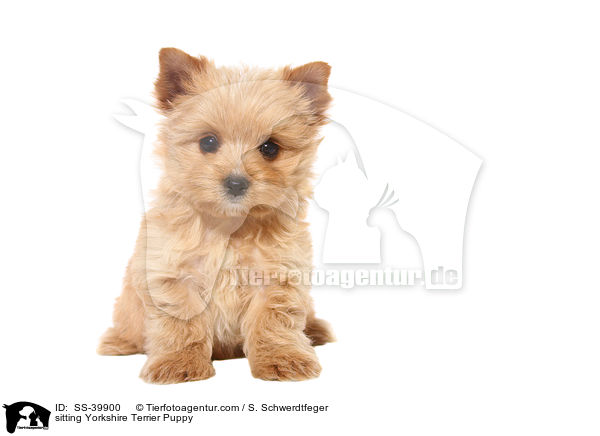sitzender Yorkshire Terrier Welpe / sitting Yorkshire Terrier Puppy / SS-39900
