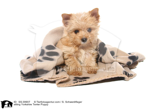 sitzender Yorkshire Terrier Welpe / sitting Yorkshire Terrier Puppy / SS-39907
