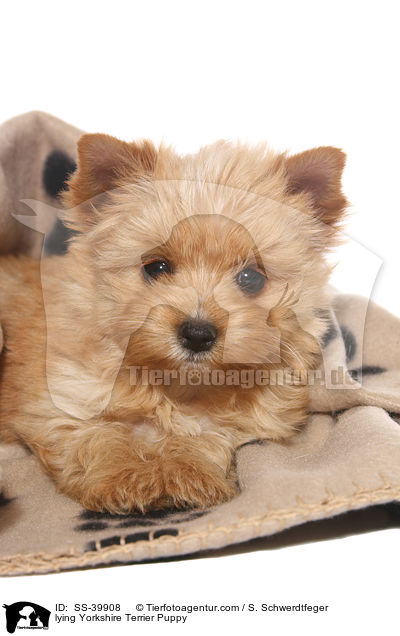 liegender Yorkshire Terrier Welpe / lying Yorkshire Terrier Puppy / SS-39908