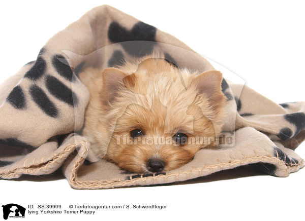 liegender Yorkshire Terrier Welpe / lying Yorkshire Terrier Puppy / SS-39909