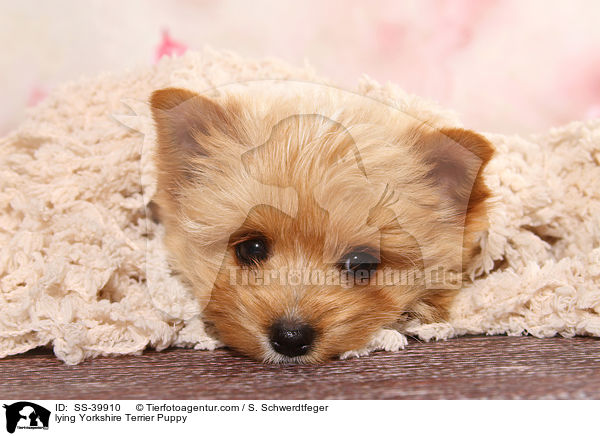 liegender Yorkshire Terrier Welpe / lying Yorkshire Terrier Puppy / SS-39910