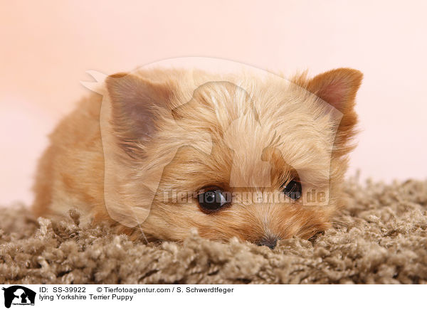 liegender Yorkshire Terrier Welpe / lying Yorkshire Terrier Puppy / SS-39922