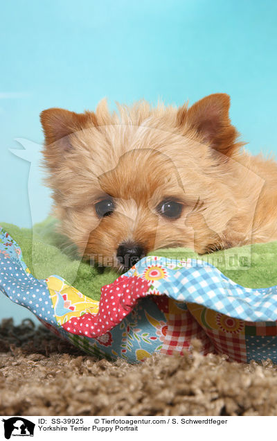 Yorkshire Terrier Welpe Portrait / Yorkshire Terrier Puppy Portrait / SS-39925
