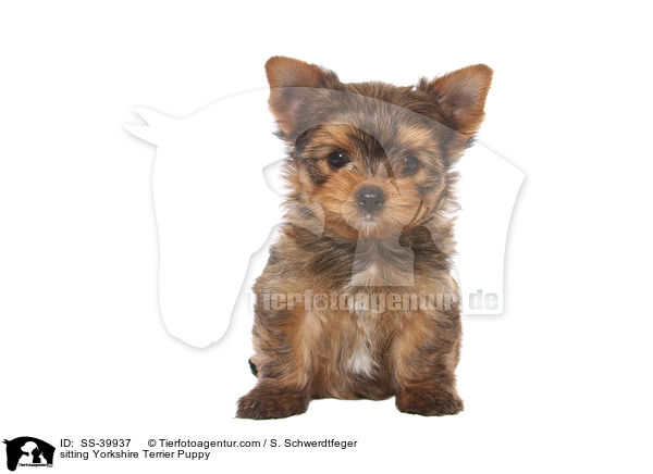 sitzender Yorkshire Terrier Welpe / sitting Yorkshire Terrier Puppy / SS-39937