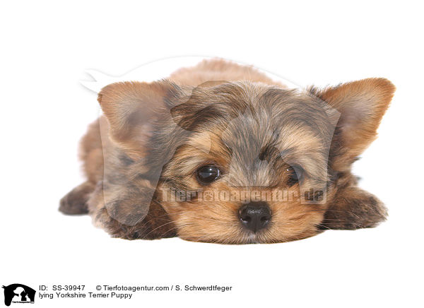liegender Yorkshire Terrier Welpe / lying Yorkshire Terrier Puppy / SS-39947