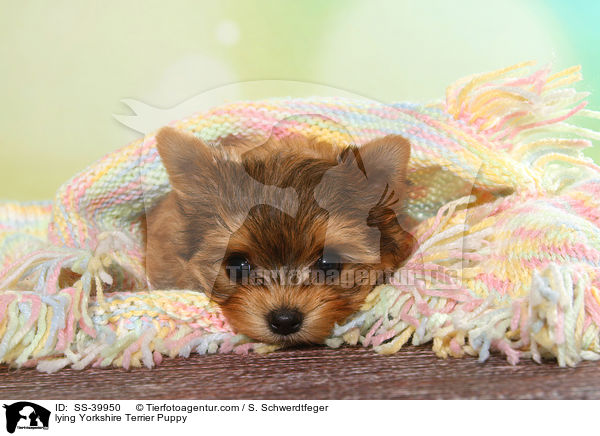 liegender Yorkshire Terrier Welpe / lying Yorkshire Terrier Puppy / SS-39950