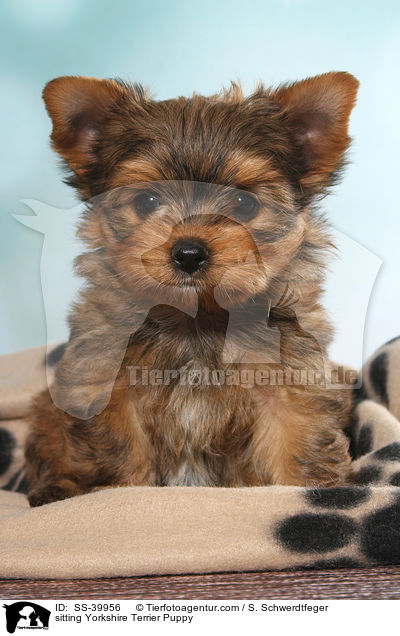 sitzender Yorkshire Terrier Welpe / sitting Yorkshire Terrier Puppy / SS-39956