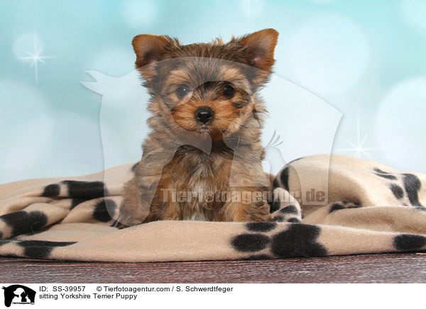 sitzender Yorkshire Terrier Welpe / sitting Yorkshire Terrier Puppy / SS-39957