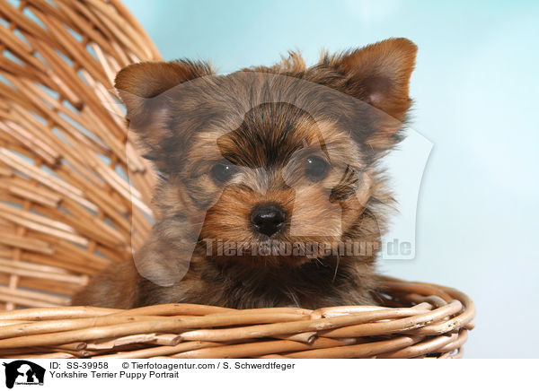 Yorkshire Terrier Welpe Portrait / Yorkshire Terrier Puppy Portrait / SS-39958