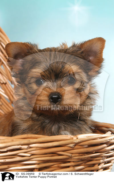 Yorkshire Terrier Welpe Portrait / Yorkshire Terrier Puppy Portrait / SS-39959