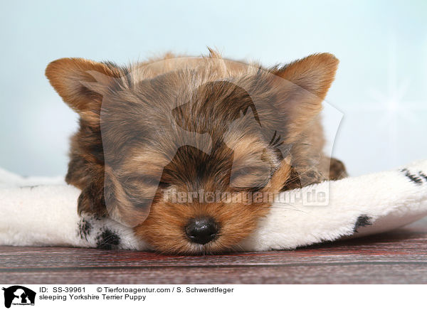 schlafender Yorkshire Terrier Welpe / sleeping Yorkshire Terrier Puppy / SS-39961