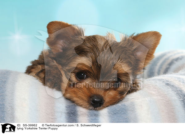 liegender Yorkshire Terrier Welpe / lying Yorkshire Terrier Puppy / SS-39962