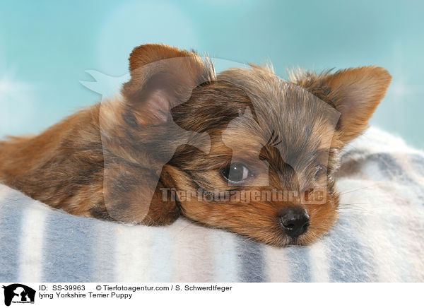 liegender Yorkshire Terrier Welpe / lying Yorkshire Terrier Puppy / SS-39963