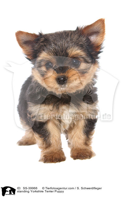 stehender Yorkshire Terrier Welpe / standing Yorkshire Terrier Puppy / SS-39966