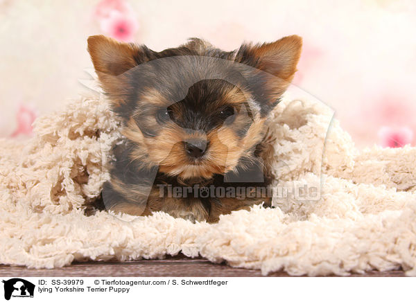 liegender Yorkshire Terrier Welpe / lying Yorkshire Terrier Puppy / SS-39979