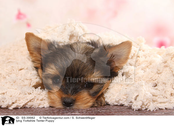 liegender Yorkshire Terrier Welpe / lying Yorkshire Terrier Puppy / SS-39982